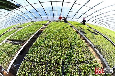 新技術(shù)新服務(wù)新產(chǎn)品助農(nóng)增收——樂(lè)亭建設(shè)全國(guó)農(nóng)業(yè)科技現(xiàn)代化先行縣探訪(fǎng)之果品篇